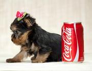 TWO YORKIE PUPPIES FOR FREE ADOPTION