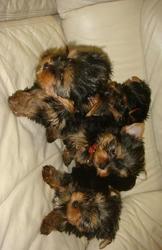  4 Yorkie Puppies For Free Adoption