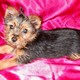 Free Tea Cup Yorkie Puppies For Loving Homes.