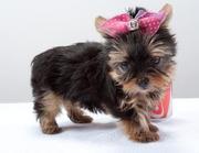 Two cute yorkie puppies for free adoption