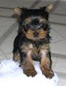 Cute And Adorable Tea Cup Yorkies Puppies For Free Adoption  [c.ramos2