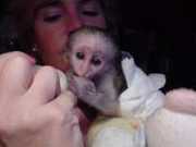 Two Gorgeous Male and Female Capuchin Monkeys For Adoption!!