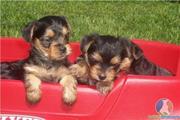 twin Yorkie puppies for adoption